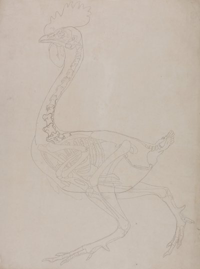 Az emberi test felépítésének összehasonlító anatómiai bemutatása a tigris és a közönséges szárnyas testével:  Madárcsontváz, oldalnézetből alkotó: George Stubbs