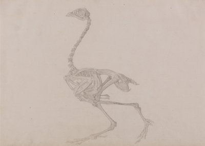 Az emberi test felépítésének összehasonlító anatómiai bemutatása a tigris és a közönséges szárnyas testével:  Dorking Hen Skeleton, Lateral View (befejezett tanulmány egy kiadatlan táblázathoz) alkotó: George Stubbs
