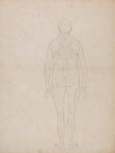 Az emberi test felépítésének összehasonlító anatómiai bemutatása a tigris és a közönséges szárnyas testével: Emberi alak, hátsó nézet alkotó: George Stubbs