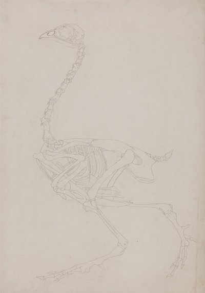 Az emberi test felépítésének összehasonlító anatómiai bemutatása a tigris és a közönséges szárnyas testével:  Madárcsontváz, oldalnézetből alkotó: George Stubbs