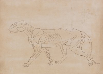 Az emberi test felépítésének összehasonlító anatómiai bemutatása a tigris és a közönséges szárnyas testével:  Tigris teste, oldalnézet (vázlatrajz egy kulcsfigurához) alkotó: George Stubbs