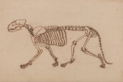 Az emberi test felépítésének összehasonlító anatómiai bemutatása a tigris és a közönséges szárnyas testével: Tigriscsontváz, oldalnézet alkotó: George Stubbs