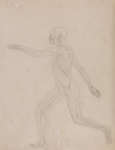 Az emberi test felépítésének összehasonlító anatómiai bemutatása a tigris és a közönséges szárnyas testével: Emberi alak, oldalnézet alkotó: George Stubbs
