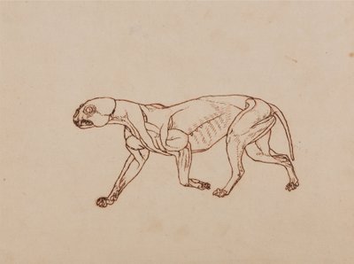Az emberi test felépítésének összehasonlító anatómiai bemutatása a tigris és a közönséges szárnyas testével:  Leopárd test, oldalnézet alkotó: George Stubbs