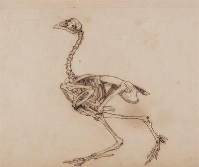Az emberi test felépítésének összehasonlító anatómiai bemutatása a tigris és a közönséges szárnyas testével:  Dorking Hen Skeleton, Lateral View (Valószínűleg egy kiadatlan kulcsfigurához készült) alkotó: George Stubbs