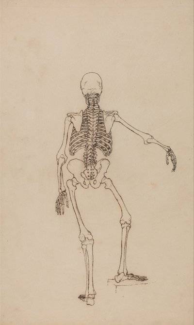 Az emberi test felépítésének összehasonlító anatómiai bemutatása a tigris és a közönséges szárnyas testével: Emberi csontváz, hátsó nézet alkotó: George Stubbs