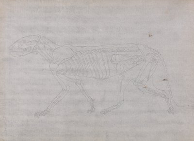 Az emberi test felépítésének összehasonlító anatómiai bemutatása a tigris és a közönséges szárnyas testével: Tigris teste, oldalnézet alkotó: George Stubbs
