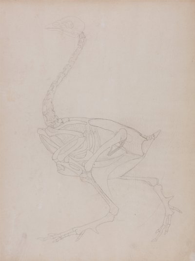 Az emberi test felépítésének összehasonlító anatómiai bemutatása a tigris és a közönséges szárnyas testével:  A szárnyasok teste, oldalnézet alkotó: George Stubbs