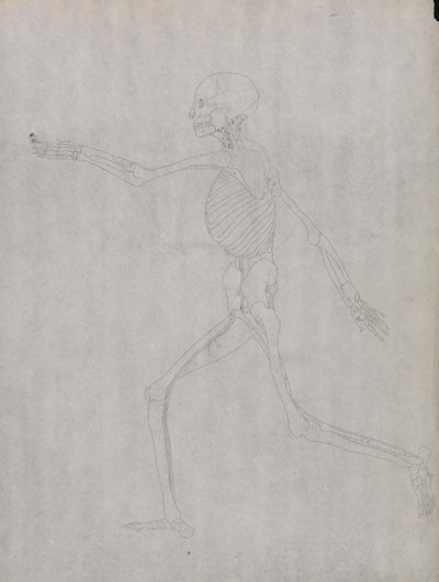 Az emberi test felépítésének összehasonlító anatómiai bemutatása a tigris és a közönséges szárnyas testével: Emberi alak, oldalnézet alkotó: George Stubbs