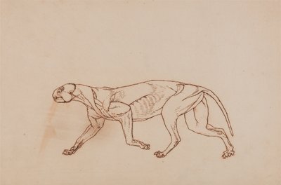 Az emberi test felépítésének összehasonlító anatómiai bemutatása a tigris és a közönséges szárnyas testével:  Leopárd test, oldalnézet (a boncolás későbbi szakasza, a felszíni kötőszövet és a fülek eltávolítva) alkotó: George Stubbs