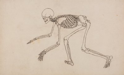Az emberi test felépítésének összehasonlító anatómiai bemutatása a tigris és a közönséges szárnyas testével: Emberi csontváz, oldalnézet alkotó: George Stubbs