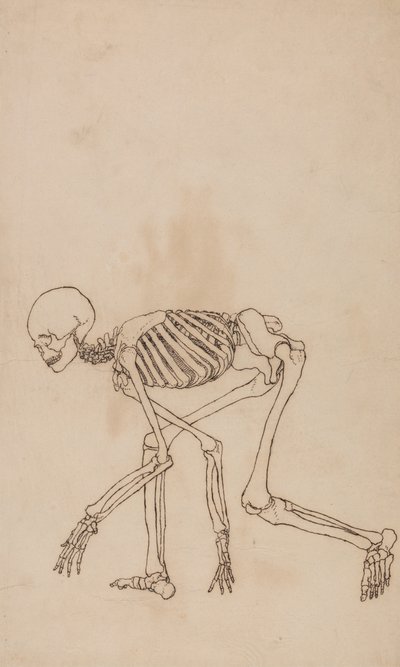 Az emberi test felépítésének összehasonlító anatómiai bemutatása a tigris és a közönséges szárnyas testével: Emberi csontváz, oldalnézet alkotó: George Stubbs