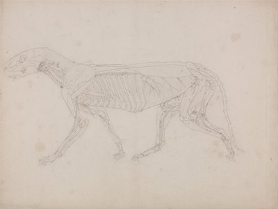 Az emberi test felépítésének összehasonlító anatómiai bemutatása a tigris és a közönséges szárnyas testével: Tigris teste, oldalnézet alkotó: George Stubbs