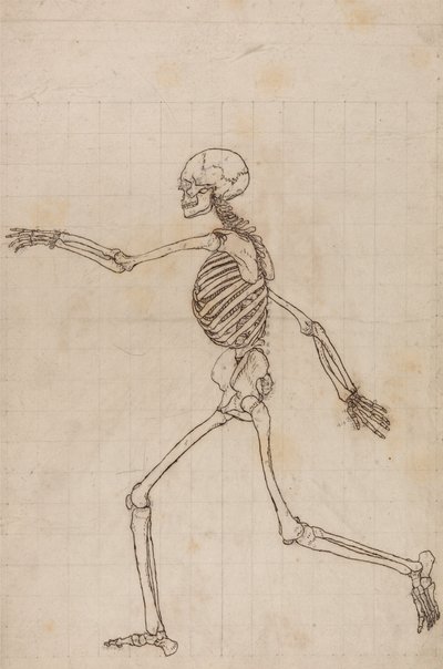Az emberi test felépítésének összehasonlító anatómiai bemutatása a tigris és a közönséges szárnyas testével: Emberi csontváz, oldalnézet alkotó: George Stubbs