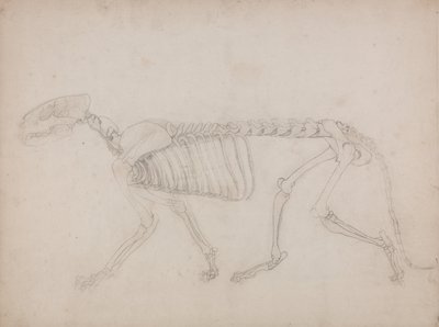 Az emberi test felépítésének összehasonlító anatómiai bemutatása a tigris és a közönséges szárnyas testével: Tigriscsontváz, oldalnézet alkotó: George Stubbs