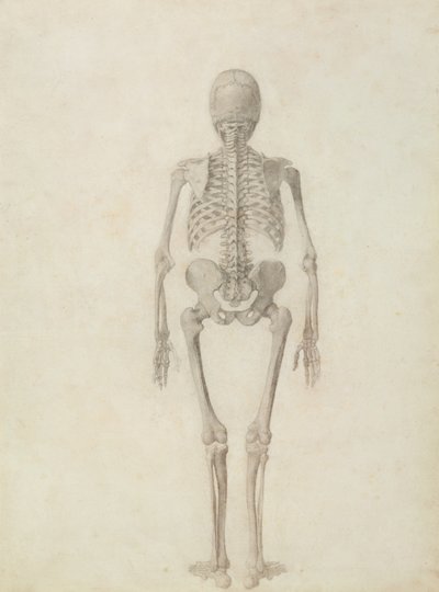 Az emberi test felépítésének összehasonlító anatómiai bemutatása egy tigris és egy közönséges szárnyas testével: Emberi csontváz, Hátulnézet alkotó: George Stubbs