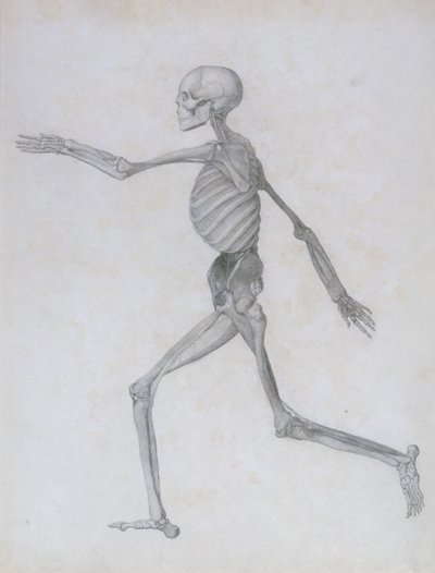 Az emberi test felépítésének összehasonlító anatómiai bemutatása egy tigris és egy közönséges szárnyas testével: Emberalak, Oldalnézet, 1795-1806 alkotó: George Stubbs