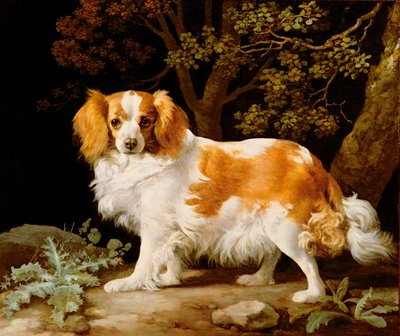 Egy máj és fehér király Károly spániel erdős tájon alkotó: George Stubbs