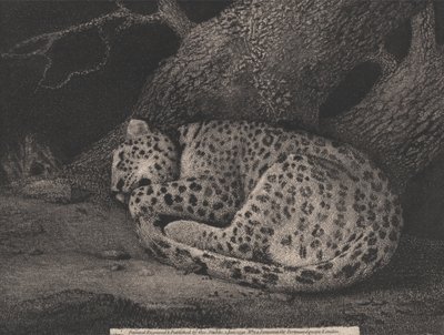 Egy alvó leopárd alkotó: George Stubbs