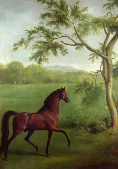 Arab mén a fa alatt, 1761-63 körül (olaj, vászon) alkotó: George Stubbs