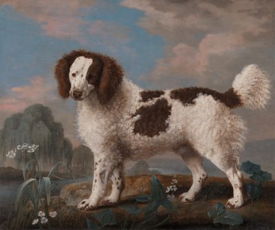 Barna-fehér norfolk vagy vízispániel, 1778. alkotó: George Stubbs