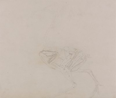 Dorking Tyúk teste, oldalnézet (a test és a végtagok izomzatának vizsgálata a boncolás későbbi szakaszában) alkotó: George Stubbs