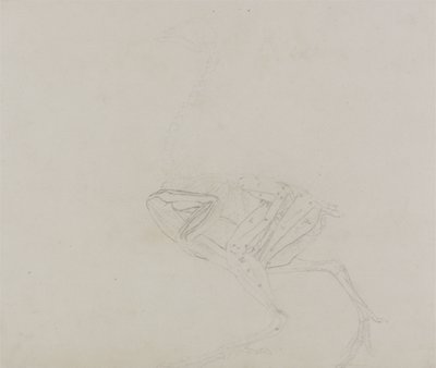 Dorking tyúk teste, oldalnézet, az emberi test felépítésének összehasonlító anatómiai bemutatásából egy tigris és egy közönséges szárnyas testével, 1795-1806 (grafit vékony szőtt papíron) alkotó: George Stubbs