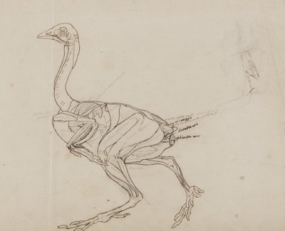 Dorking tyúk teste, oldalnézet, "Az emberi test szerkezetének összehasonlító anatómiai bemutatása egy tigris és egy közönséges szárnyas testével" alkotó: George Stubbs