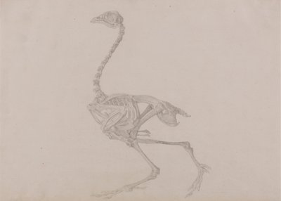 Dorking tyúk csontváza, oldalnézet (Befejezett tanulmány egy kiadatlan táblázathoz) alkotó: George Stubbs
