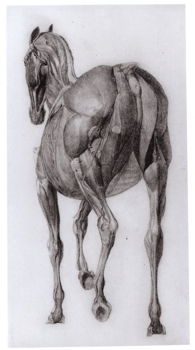 Egy fokozatosan boncolt ló izomszerkezetének háti képe, 7. számú tanulmány a The Anatomy of the Horse, 1766-ból alkotó: George Stubbs