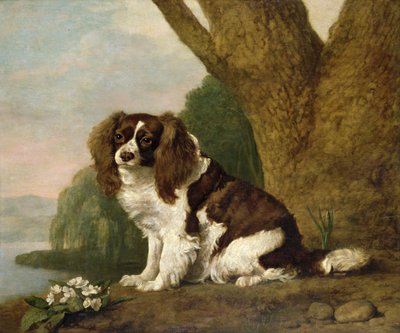 Fanny, egy barna-fehér spániel alkotó: George Stubbs