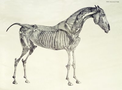 Ötödik anatómiai táblázat, a "A ló anatómiájából". alkotó: George Stubbs