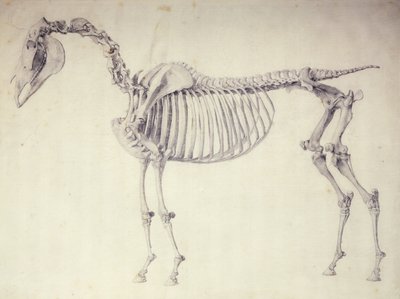 Ötödik anatómiai táblázat a ló anatómiájából alkotó: George Stubbs