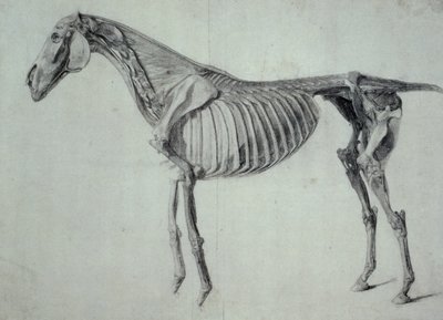 Befejezett tanulmány a ló ötödik anatómiai asztalához (grafit papíron) alkotó: George Stubbs