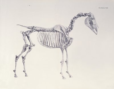 Az első csontvázasztal a ló anatómiájából alkotó: George Stubbs