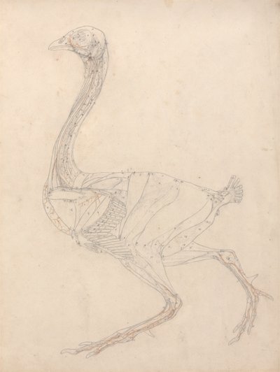 A tyúk teste, oldalnézet (a XV. táblázat kulcsfigurájának tanulmányozása) alkotó: George Stubbs