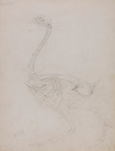 Szárnyas test, oldalnézet alkotó: George Stubbs