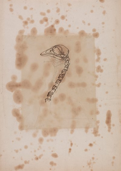 Szárnyas fej és nyak, oldalnézet alkotó: George Stubbs