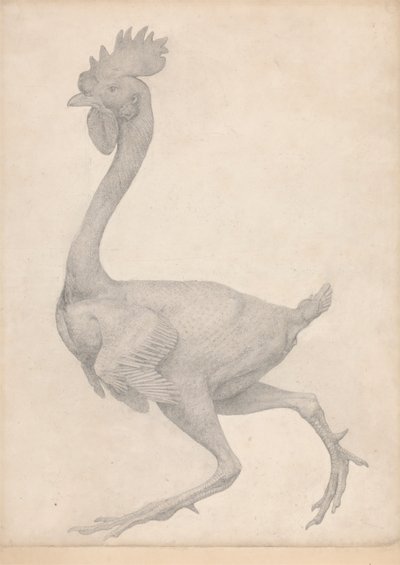 Tyúk, oldalnézet, a legtöbb toll eltávolítva (a X. táblázatra vonatkozó vizsgálat befejezve) alkotó: George Stubbs