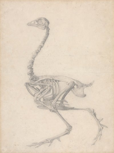 Szárnycsontváz, oldalnézet (Befejezett vizsgálat az V. táblázathoz) alkotó: George Stubbs