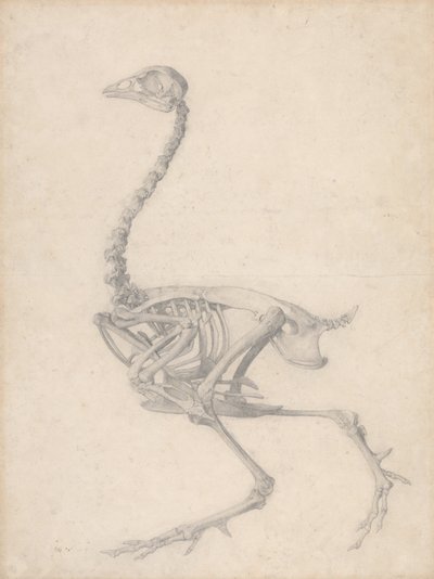 Szárnycsontváz, oldalnézet (Befejezett vizsgálat az V. táblázathoz) alkotó: George Stubbs