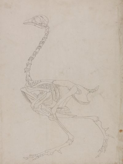 Szárnyas csontváz, oldalnézet (a csontváz vázlatrajza) alkotó: George Stubbs