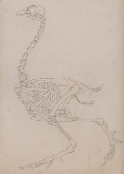 Szárnycsontváz, oldalnézet (Az V. táblázat kulcsfigurájához készített csontváz vázlatrajza) alkotó: George Stubbs