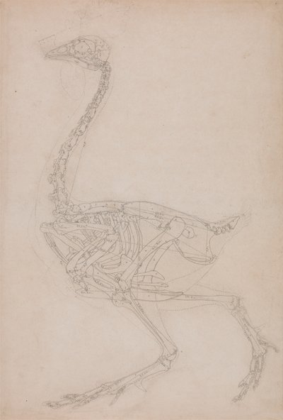 Szárnycsontváz, oldalnézet (valószínűleg alaptanulmány a szárnyascsontváz más rajzokhoz használt arányairól) alkotó: George Stubbs
