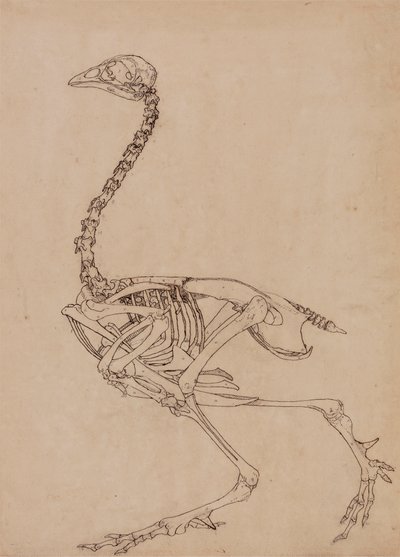 Baromfi csontváz, oldalnézet (az V. táblázat kulcsfigurájának tanulmányozása) alkotó: George Stubbs
