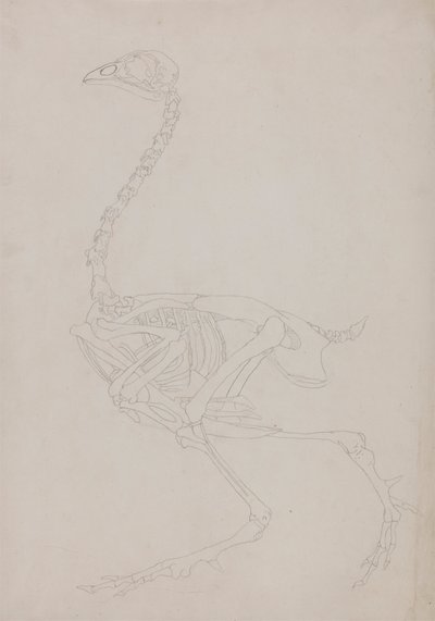 Szárnyas csontváz, oldalnézet alkotó: George Stubbs