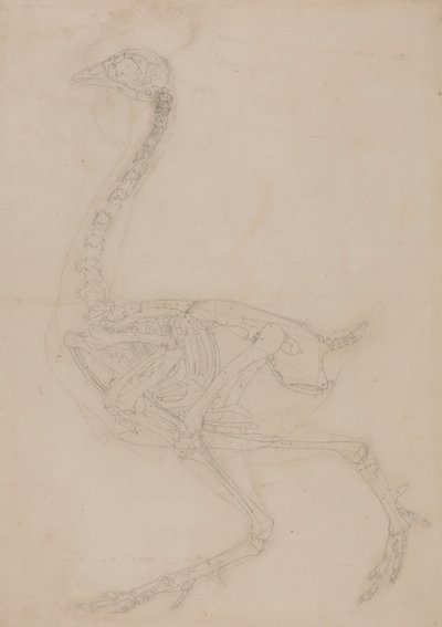 Szárnyas csontváz, oldalnézet alkotó: George Stubbs