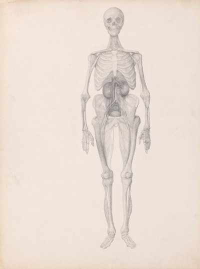 Emberi alak, elölnézet (a boncolás utolsó szakaszának befejezett vizsgálata) alkotó: George Stubbs