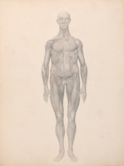 Emberi alak, elülső nézet, bőr és az alatta lévő arcrétegek eltávolítva (Befejezett vizsgálat a XI. táblázathoz) alkotó: George Stubbs