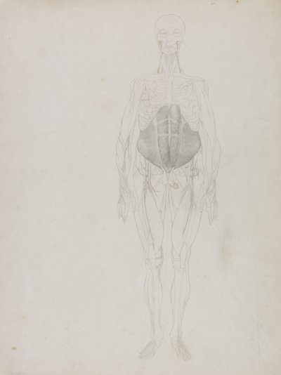 Emberalak, elölnézet, „Az emberi test felépítésének összehasonlító anatómiai bemutatása egy tigris és egy közönséges tyúk testével” alkotó: George Stubbs